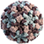 Virus